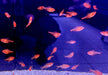 Blutsalmler / Serpasalmler - Hyphessobrycon eques / serpae aqua-teck