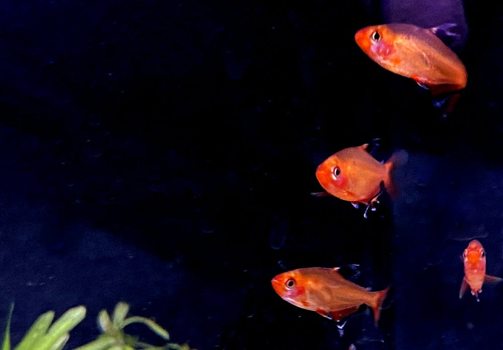 Blutsalmler / Serpasalmler - Hyphessobrycon eques / serpae aqua-teck
