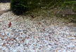 Naturkies Malibu Mix (1-2 mm)