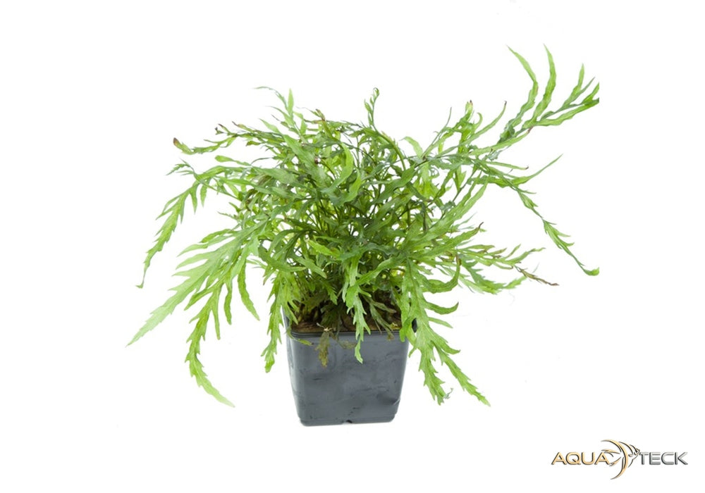 Bolbitis heudelotii XL