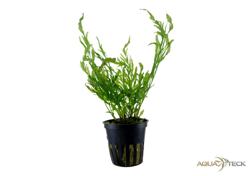 Bolbitis heudelotii aqua-teck