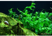 Bolbitis heudelotii aqua-teck