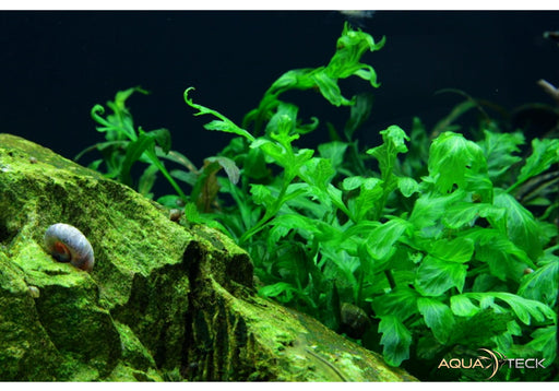 Bolbitis heudelotii aqua-teck