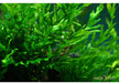 Bolbitis heudelotii auf Wurzel aqua-teck
