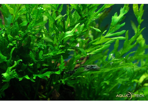 Bolbitis heudelotii auf Wurzel aqua-teck