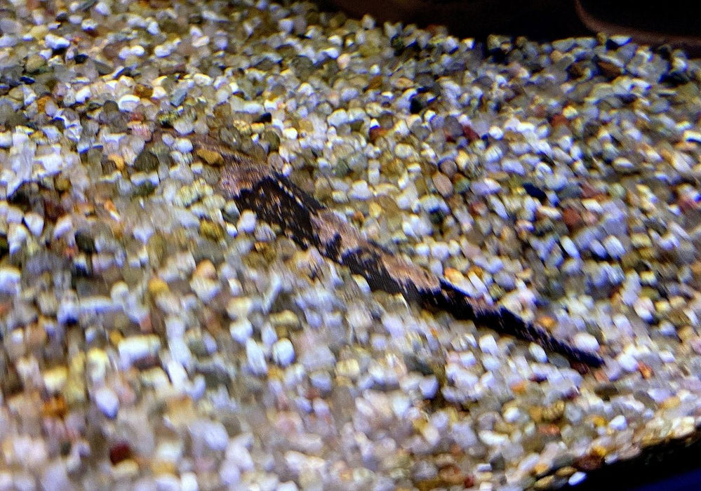 Bratpfannenwels - Dysichthys coracoideus