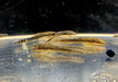 zzz Brauner Ohrgitterharnischwels - Otothyropsis piribebuy / Otocinclus negros aqua-teck