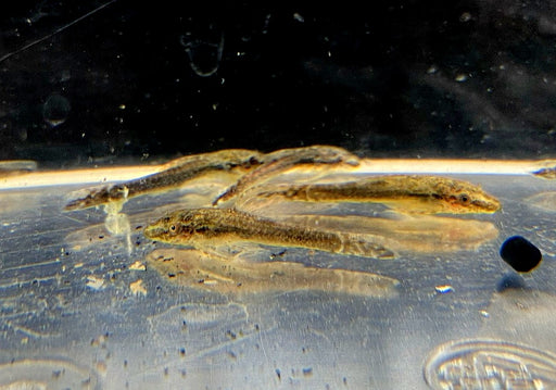 zzz Brauner Ohrgitterharnischwels - Otothyropsis piribebuy / Otocinclus negros aqua-teck