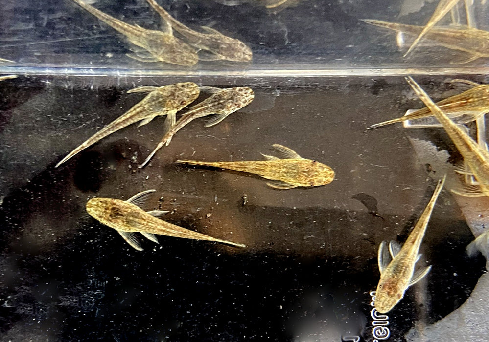 zzz Brauner Ohrgitterharnischwels - Otothyropsis piribebuy / Otocinclus negros aqua-teck