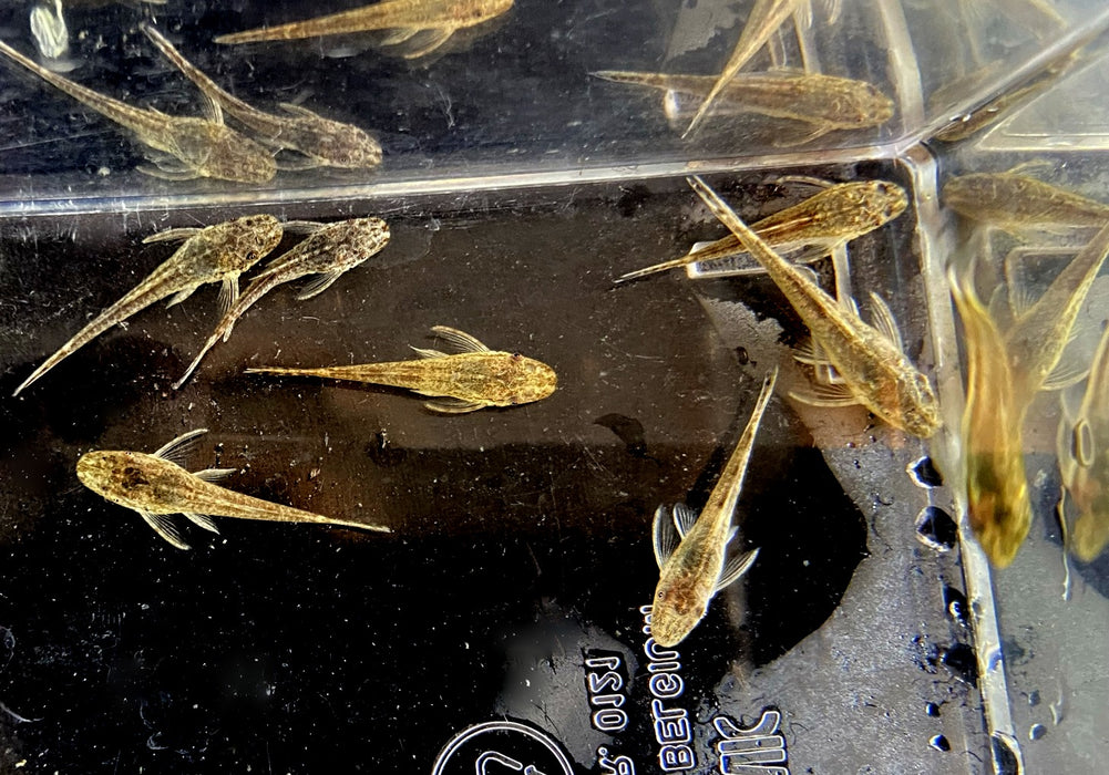 zzz Brauner Ohrgitterharnischwels - Otothyropsis piribebuy / Otocinclus negros aqua-teck