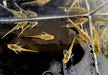 zzz Brauner Ohrgitterharnischwels - Otothyropsis piribebuy / Otocinclus negros aqua-teck