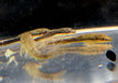 zzz Brauner Ohrgitterharnischwels - Otothyropsis piribebuy / Otocinclus negros aqua-teck