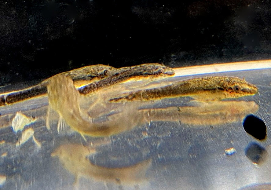 zzz Brauner Ohrgitterharnischwels - Otothyropsis piribebuy / Otocinclus negros aqua-teck