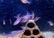 Brombeersalmler - Hyphessobrycon wadai