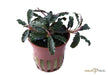 Bucephalandra 'Kedagang' aqua-teck