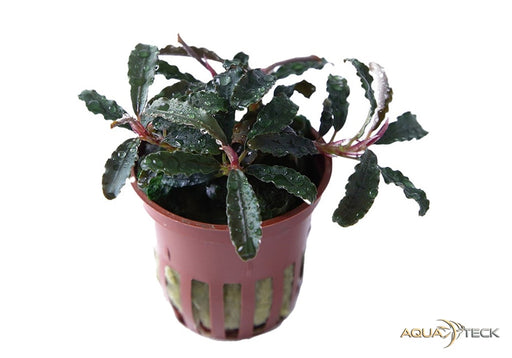 Bucephalandra 'Kedagang' aqua-teck