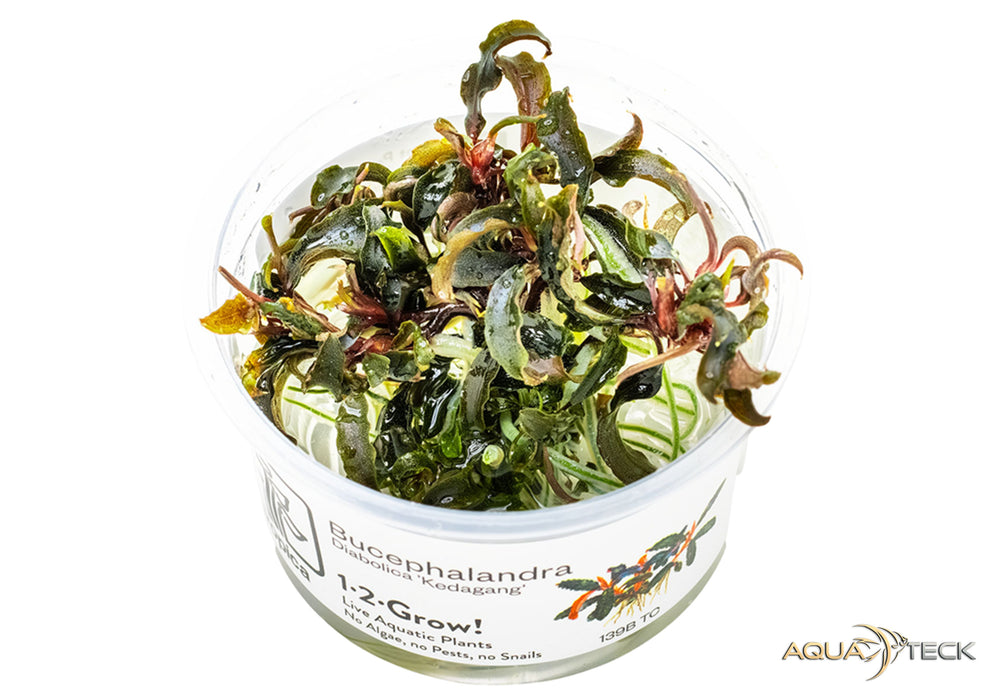 Bucephalandra diabolica 'Kedagang' (InVitro)