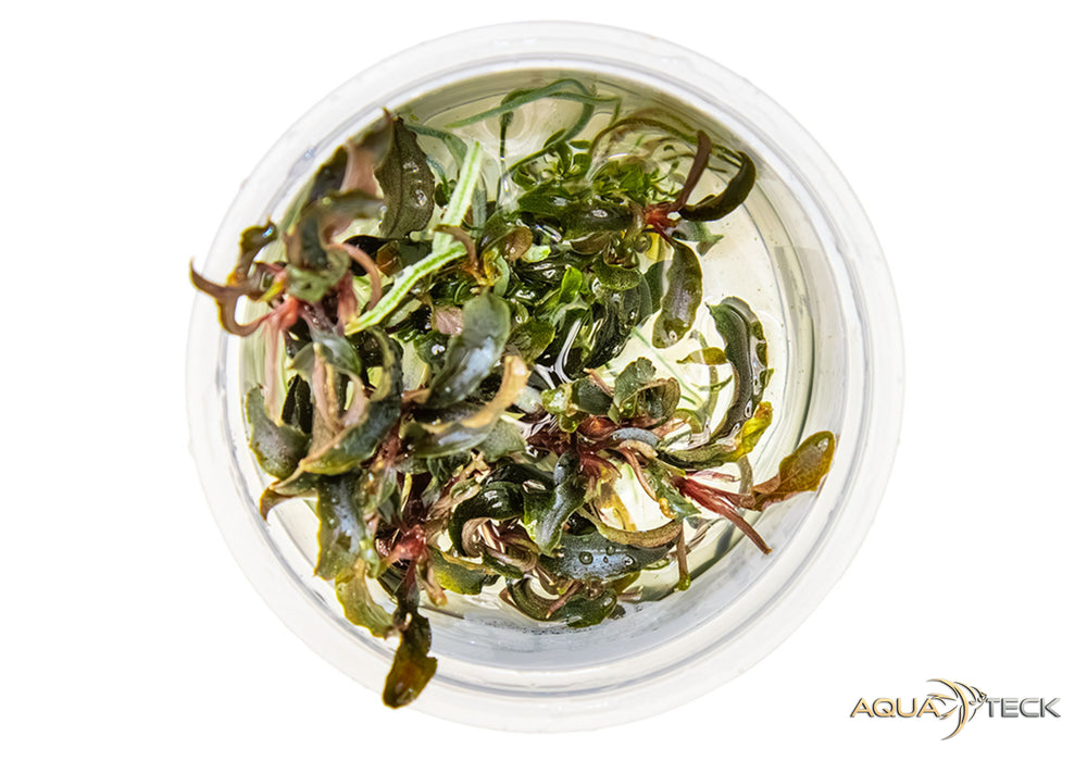Bucephalandra diabolica 'Kedagang' (InVitro)