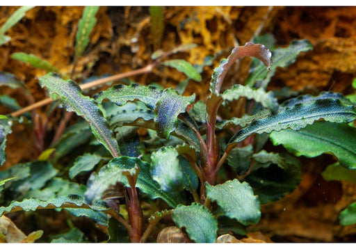 Bucephalandra 'Kedagang' aqua-teck