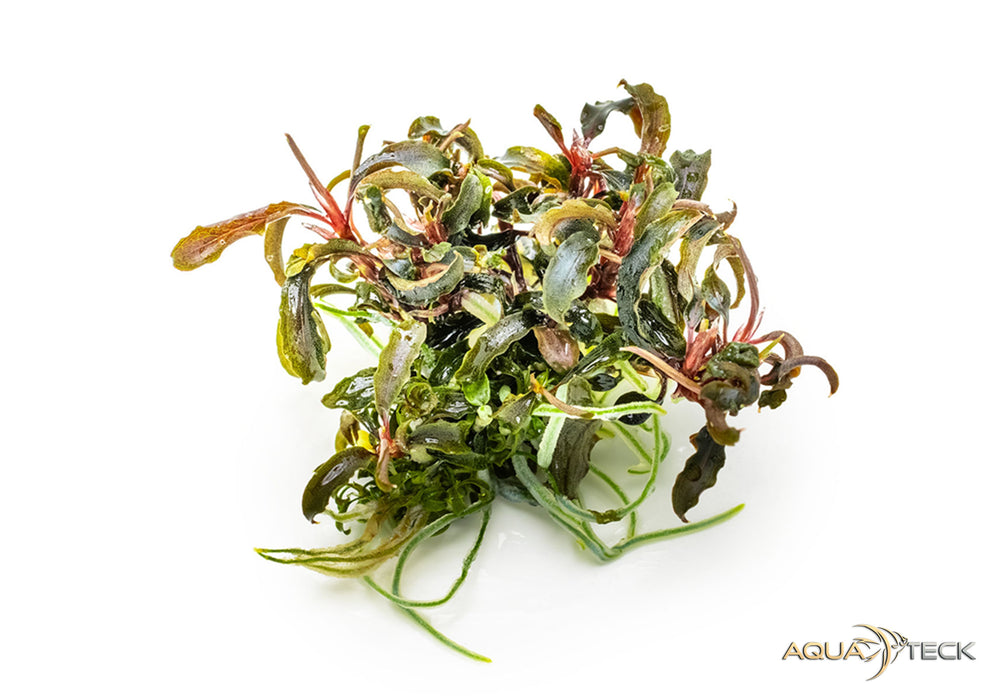 Bucephalandra diabolica 'Kedagang' (InVitro)