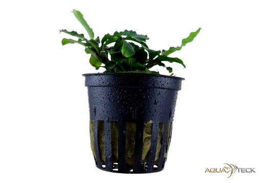 Bucephalandra pygmaea 'Bukit Kelam' aqua-teck