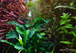 Bucephalandra pygmaea 'Bukit Kelam' aqua-teck