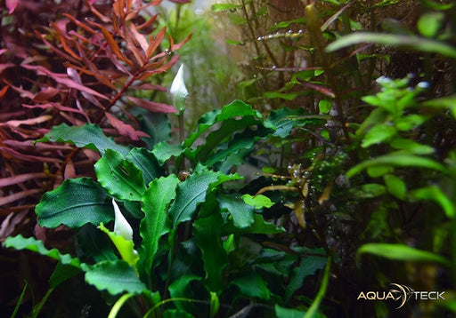 Bucephalandra pygmaea 'Bukit Kelam' aqua-teck