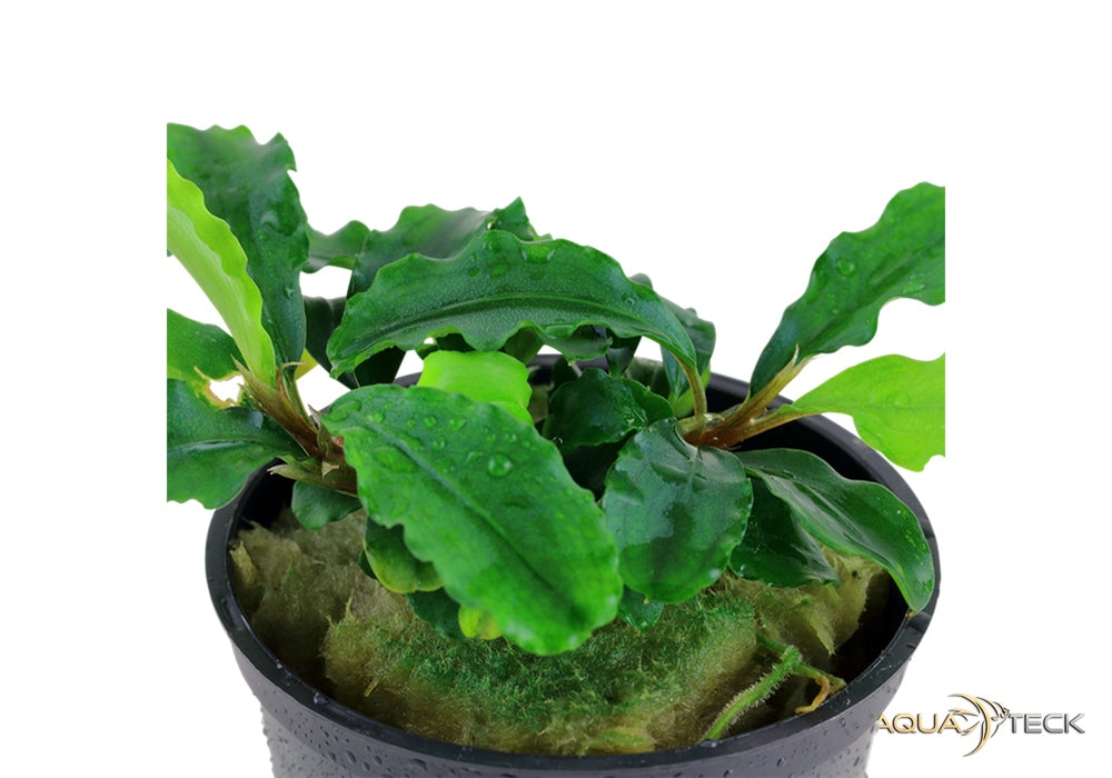 Bucephalandra pygmaea 'Bukit Kelam' aqua-teck