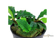Bucephalandra pygmaea 'Bukit Kelam' aqua-teck