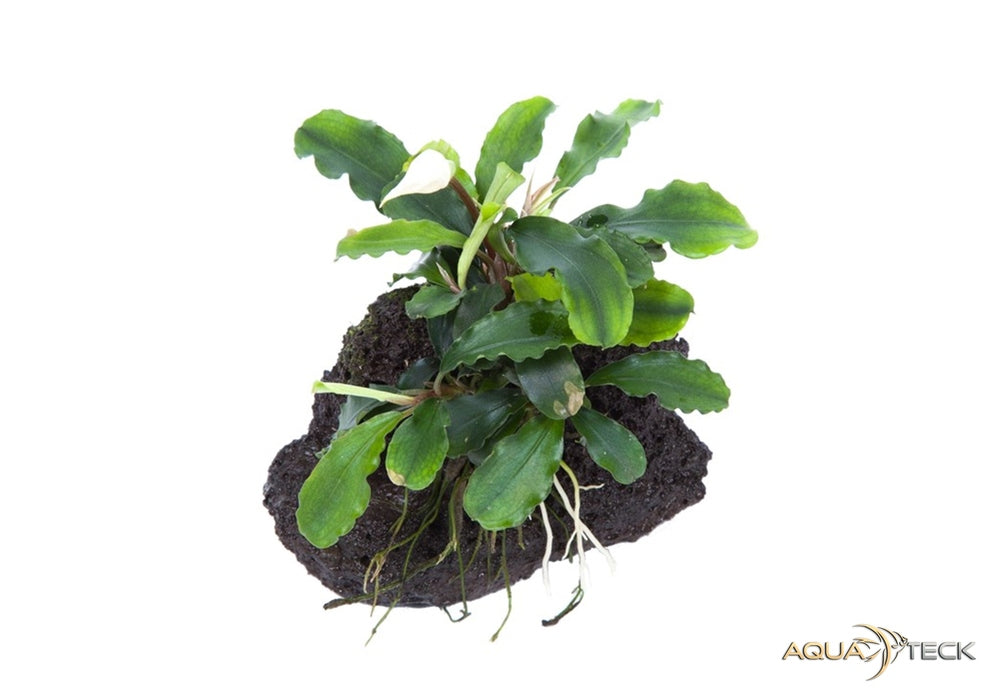 Bucephalandra pygmaea 'Bukit Kelam' auf Lavastein aqua-teck