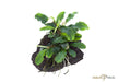 Bucephalandra pygmaea 'Bukit Kelam' auf Lavastein aqua-teck