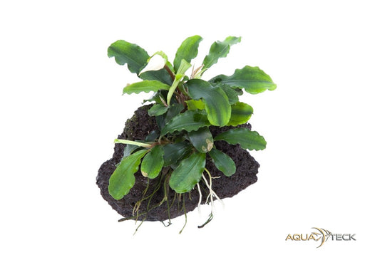 Bucephalandra pygmaea 'Bukit Kelam' auf Lavastein aqua-teck