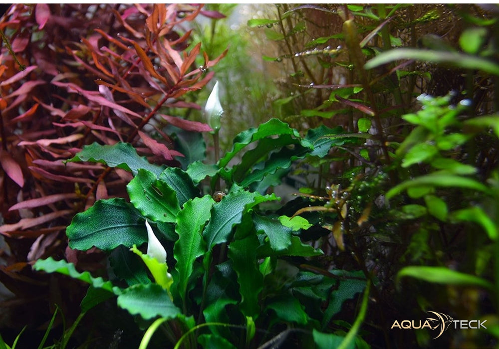 Bucephalandra pygmaea 'Bukit Kelam' auf Lavastein aqua-teck