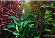 Bucephalandra pygmaea 'Bukit Kelam' auf Lavastein aqua-teck