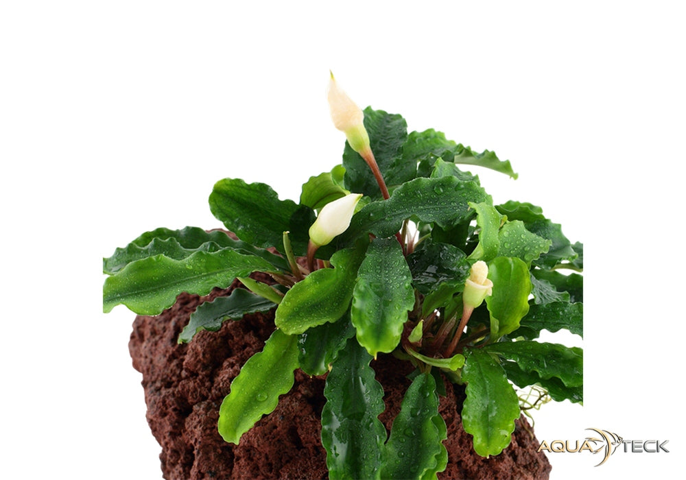 Bucephalandra pygmaea 'Bukit Kelam' auf Lavastein aqua-teck