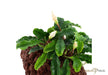 Bucephalandra pygmaea 'Bukit Kelam' auf Lavastein aqua-teck