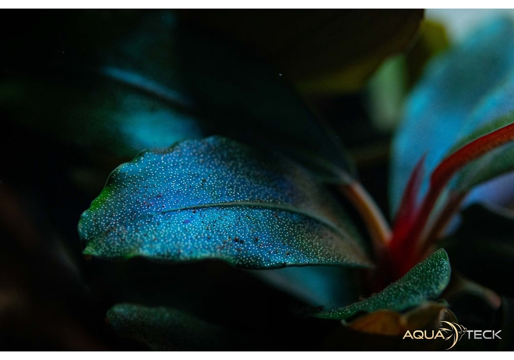 Bucephalandra sordidula 'Blue'