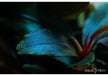 Bucephalandra sordidula 'Blue'