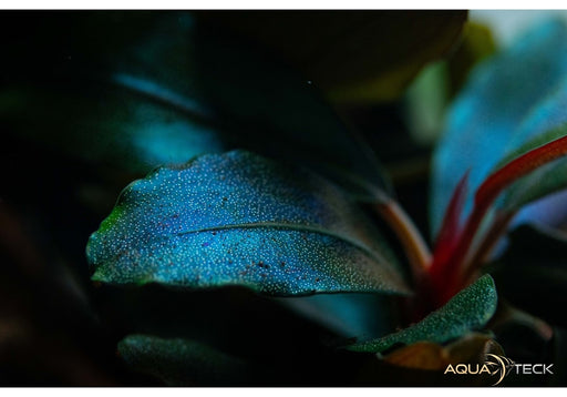Bucephalandra sordidula 'Blue'