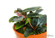Bucephalandra sordidula 'Blue'