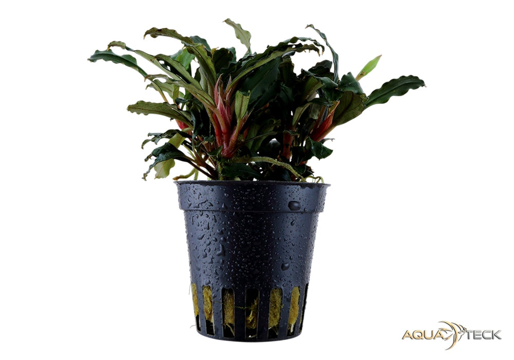 Bucephalandra sp. 'Red' aqua-teck