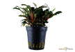 Bucephalandra sp. 'Red' aqua-teck