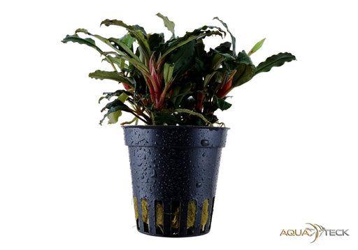 Bucephalandra sp. 'Red' aqua-teck