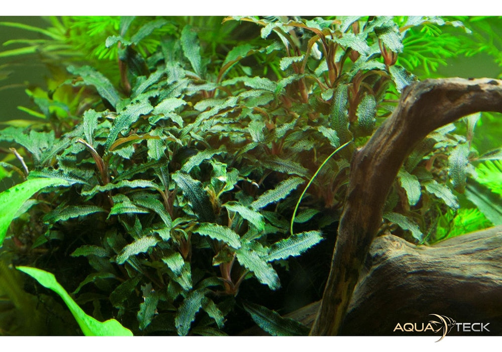 Bucephalandra sp. 'Red' aqua-teck