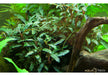 Bucephalandra sp. 'Red' aqua-teck