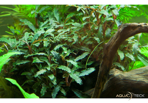 Bucephalandra sp. 'Red' aqua-teck