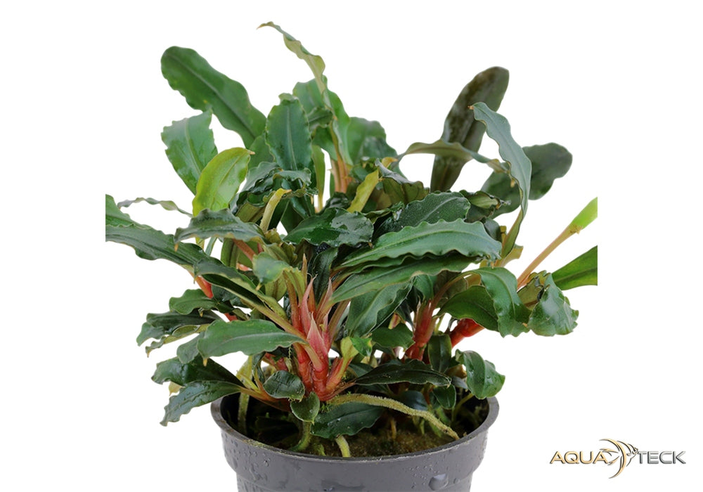 Bucephalandra sp. 'Red' aqua-teck