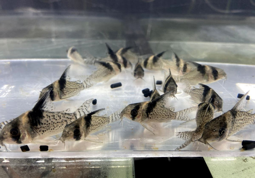 RARITÄT - CW27 High Fin - Schwarzsegel-Panzerwels - Corydoras brevirostris