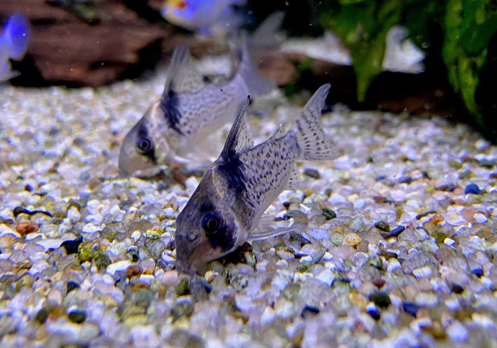 RARITÄT - CW27 High Fin - Schwarzsegel-Panzerwels - Corydoras brevirostris
