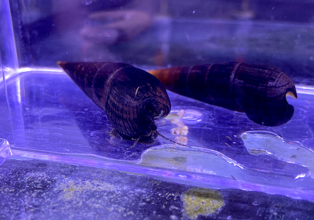 Cappuccino-Turmdeckelschnecke - Faunus sp. aqua-teck